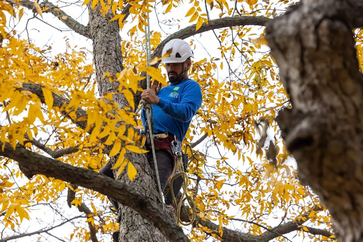 Skilled Tree Transplanting crew working in Freedom